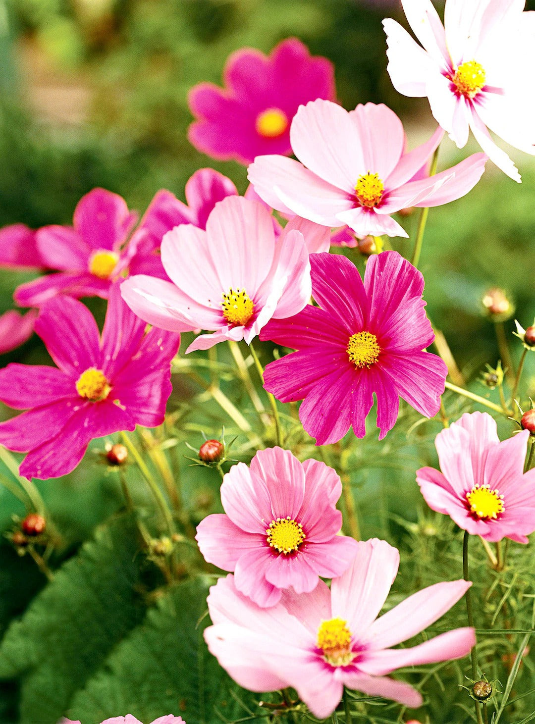 Pink Cosmos Flowering (Hybrid Seeds)