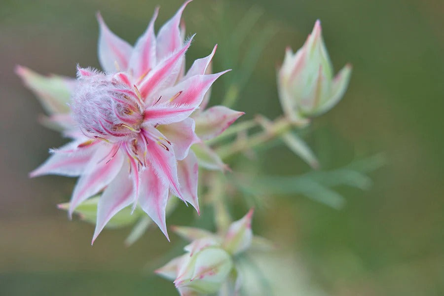 Blushing Bride (Hybrid Seeds)