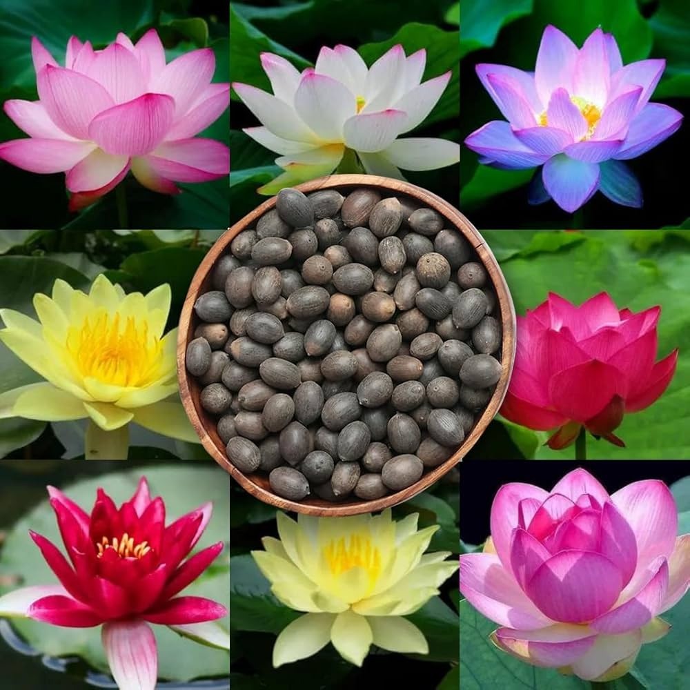 Mix Lotus Flowering (Hybrid Seeds)