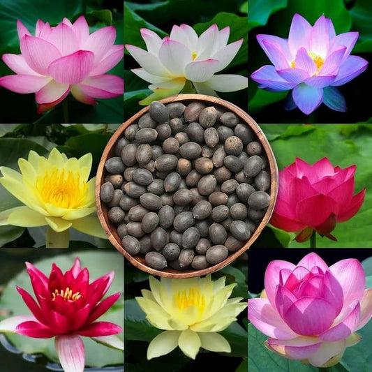 Mix Lotus Flowering (Hybrid Seeds)