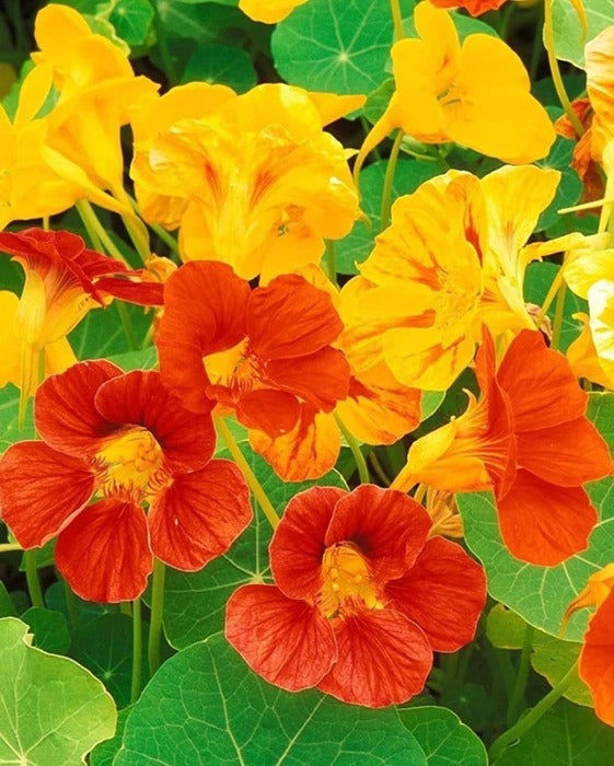 Nasturtium Flowering (Hybrid Seeds)