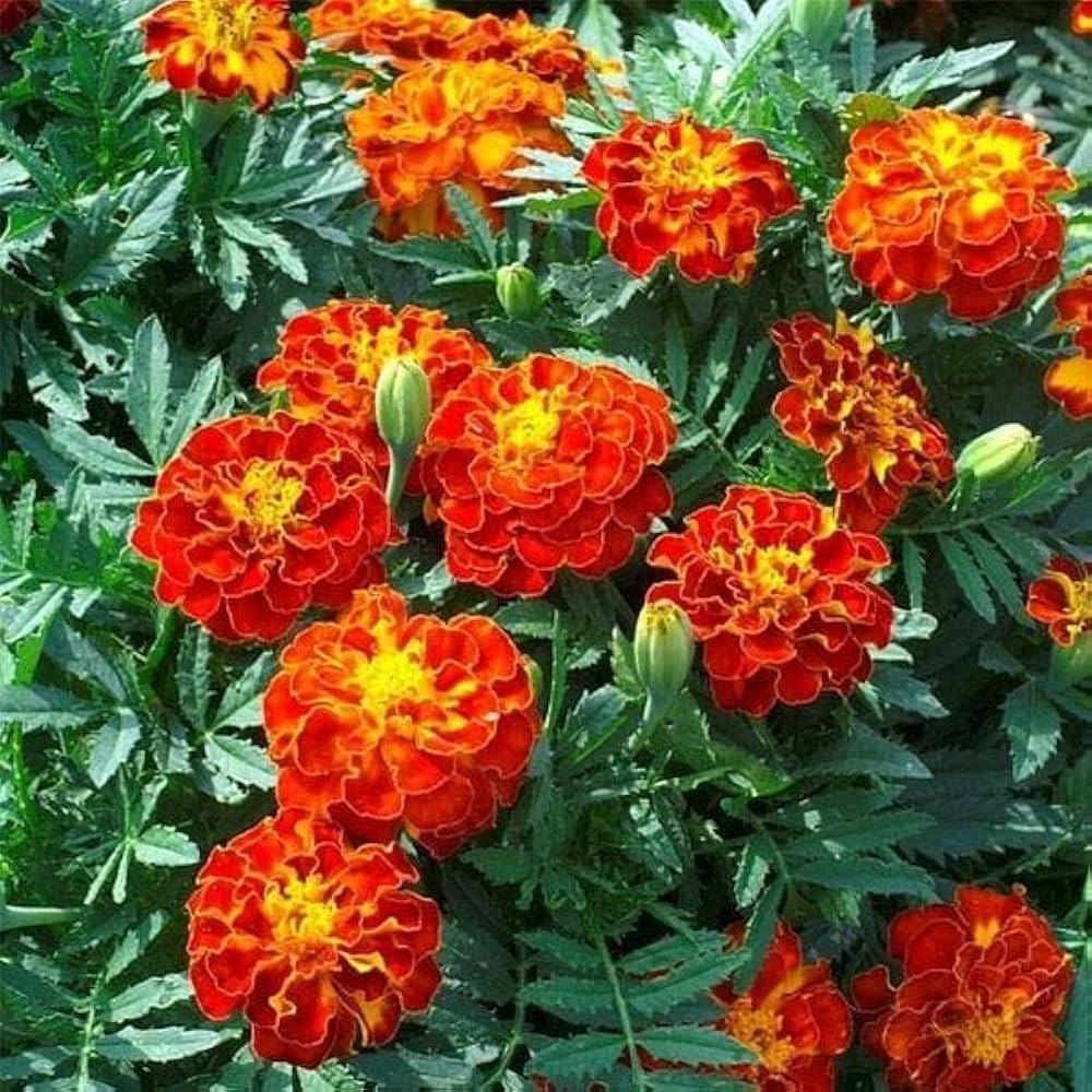 French Marigold (Hybrid Seeds)