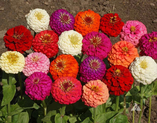 zinnia Flowering (Hybrid Seeds)