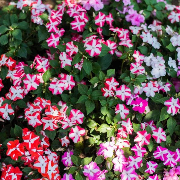Alyssum Flowering (Hybrid Seeds)