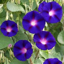 Morning Glory Purple (Hybrid Seeds)