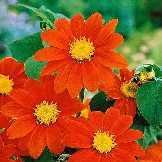 Tithonia Flowering (Hybrid Seeds)