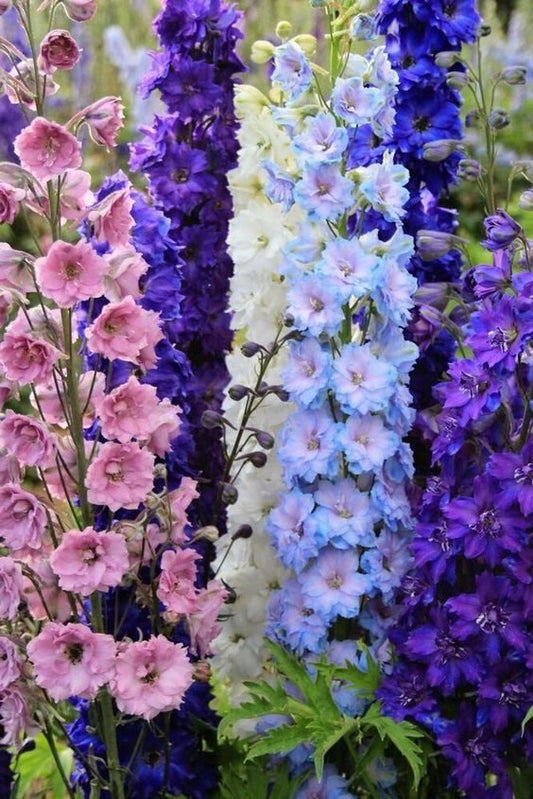 Larkspur Flowering (Hybrid Seeds)