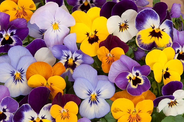 Pansy (Hybrid Seeds)
