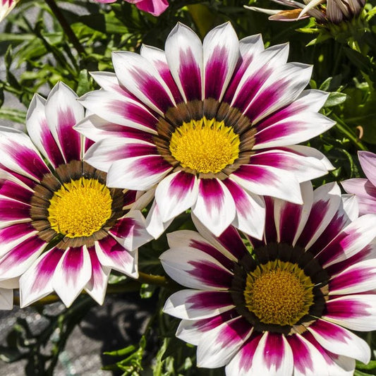 Gazania Flowering (Hybrid Seeds)