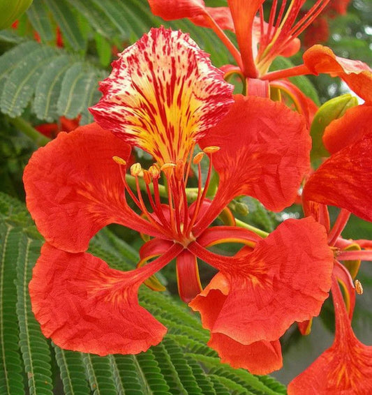 Gulmohar Flowering (Hybrid Seeds)