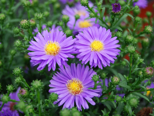 Aster Flowering (Hybrid Seeds)