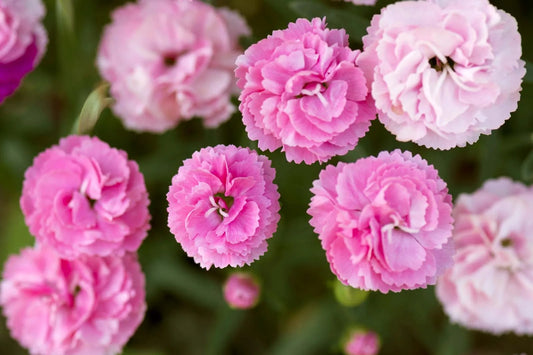 Carnation Flowering (Hybrid Seeds)
