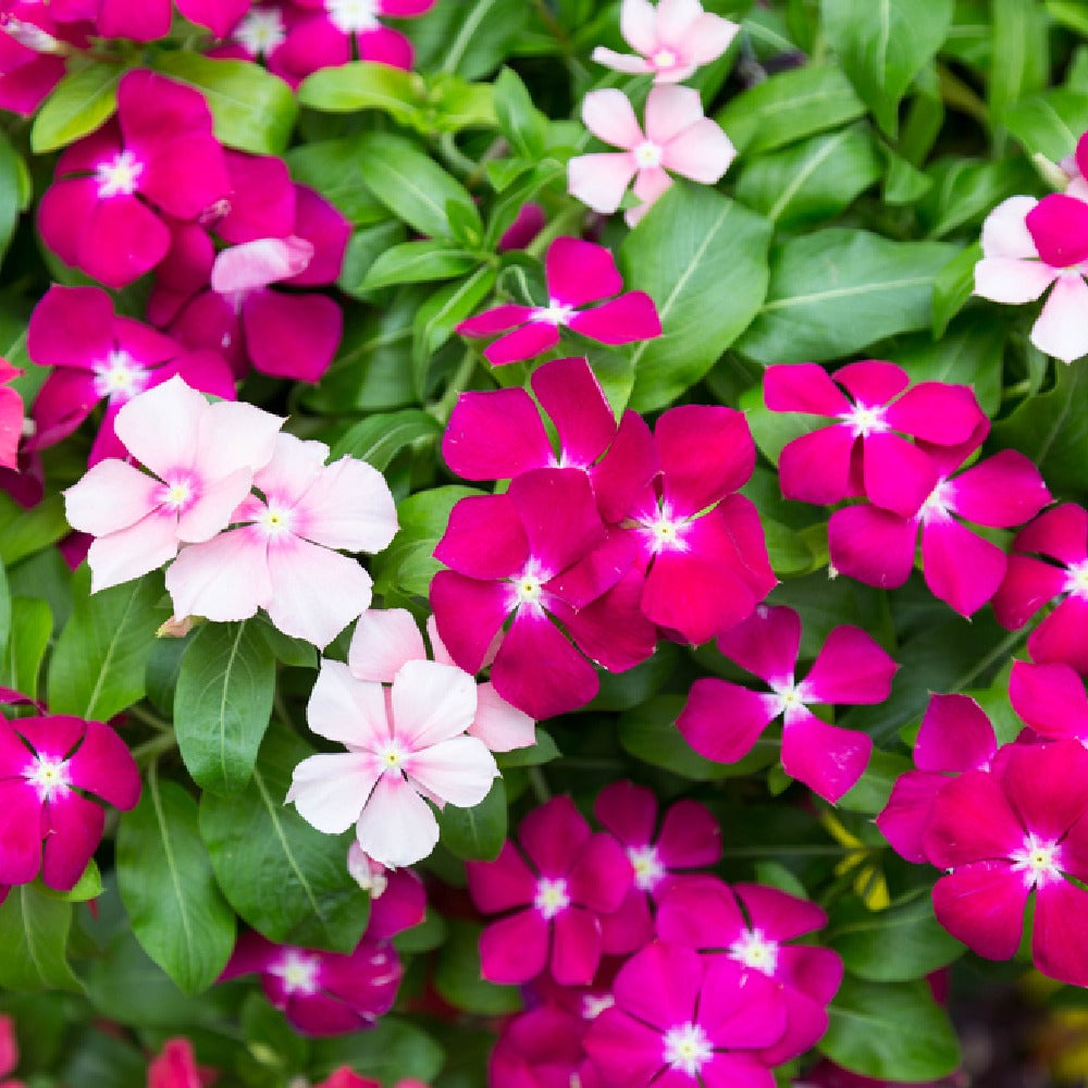 Vinca (Hybrid Seeds)