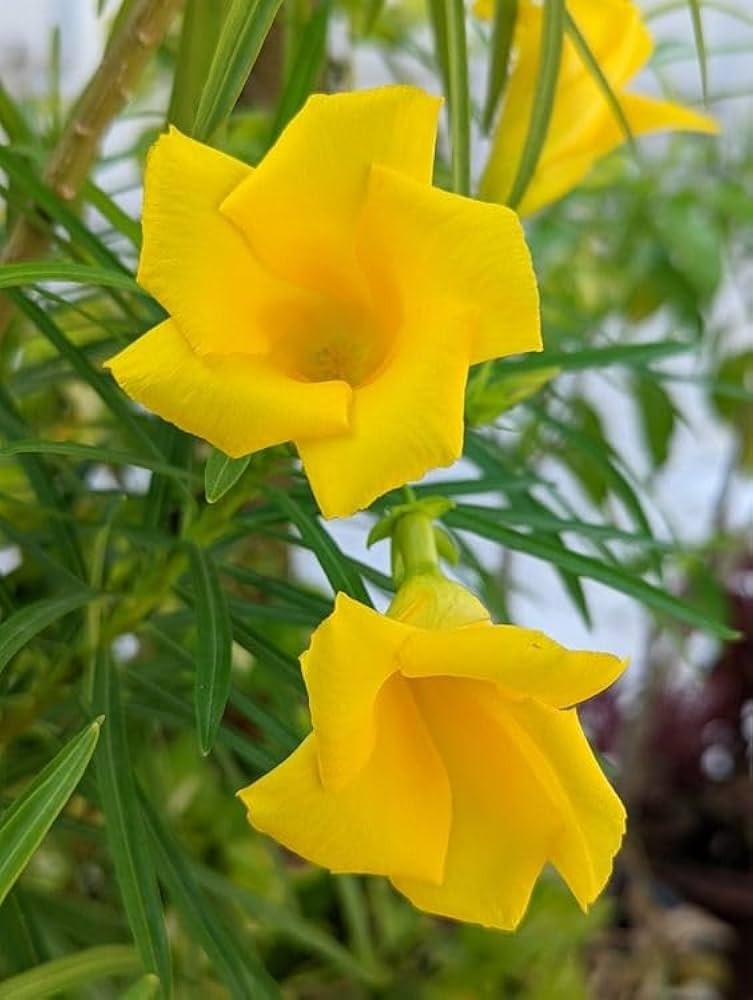 Yellow kaner (Hybrid Seeds)