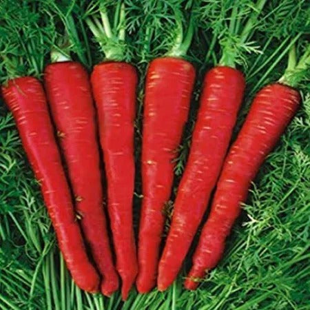 Rea Carrot (Hybrid Seeds)