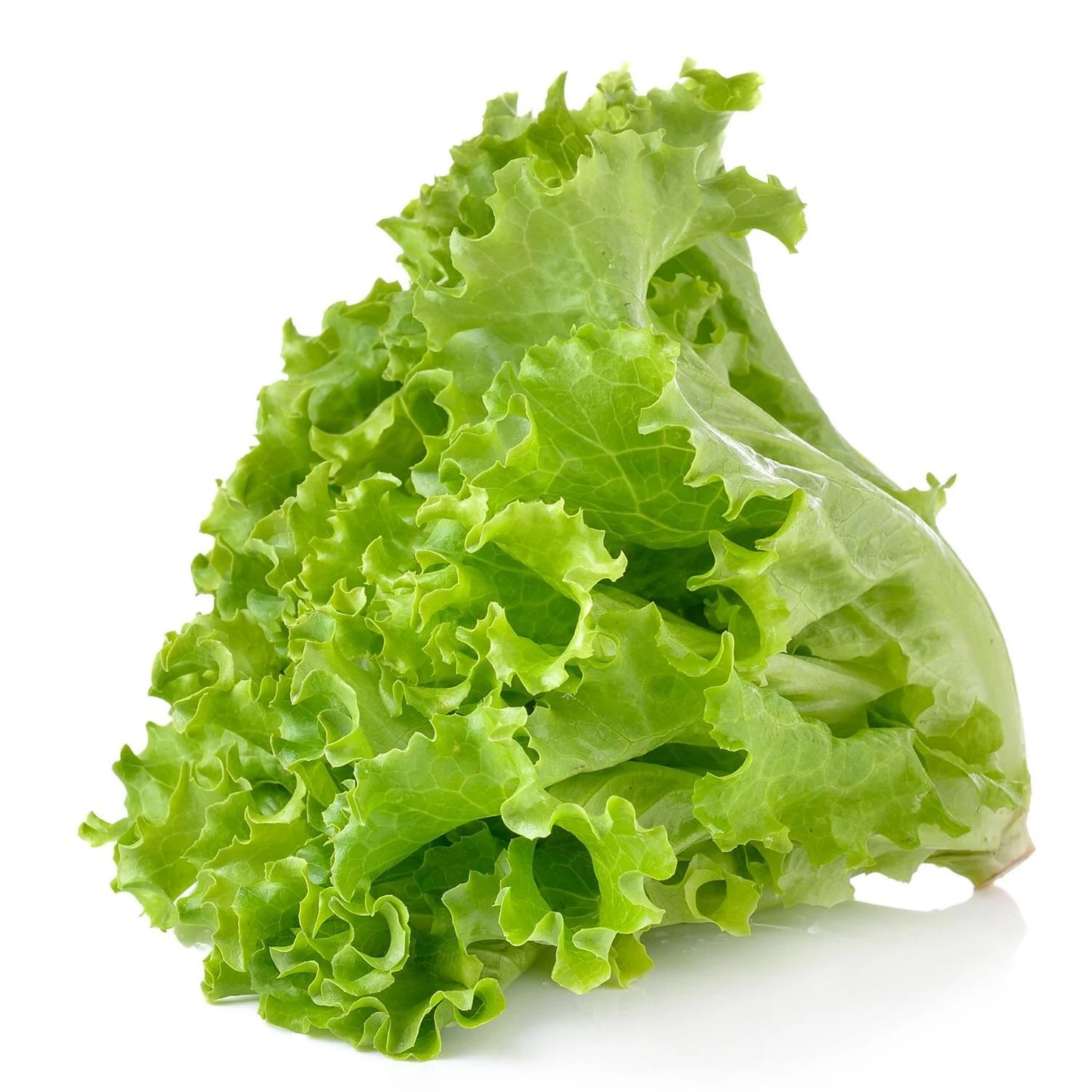 Lettuce (Hybrid Seeds)
