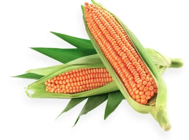 Corn (Hybrid Seeds)