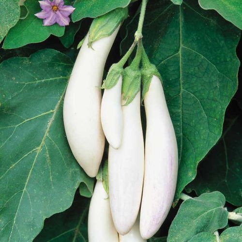 Brinjal White Long (Hybrid Seeds)