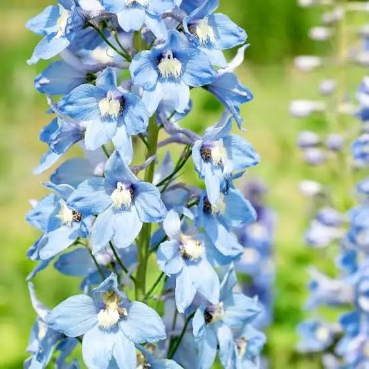 Delphinium (Hybrid Seeds)
