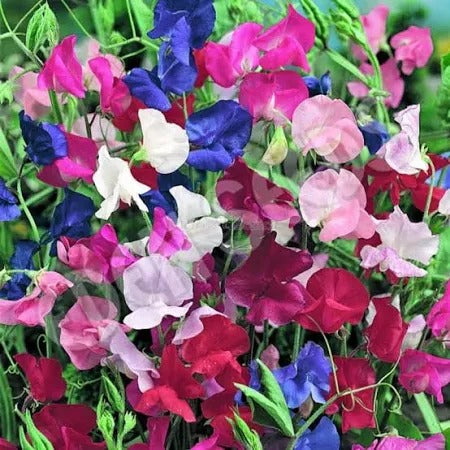 Sweet Pea (Hybrid Seeds)