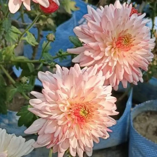 Chrysanthemum (Hybrid Seeds)