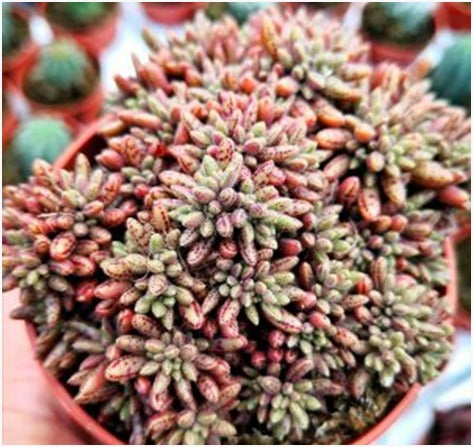 Crassula Humbert (With Soil, Plant & Pot)