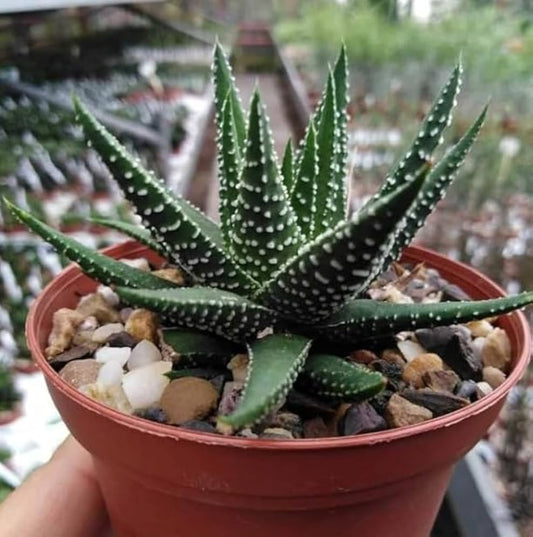 Haworthiopsis Attenuata (Bare Rooted)