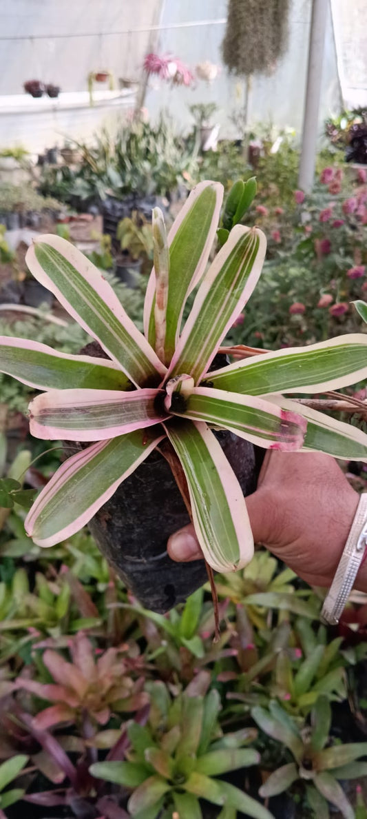 Neoregelia Bromeliad (Bare Rooted)