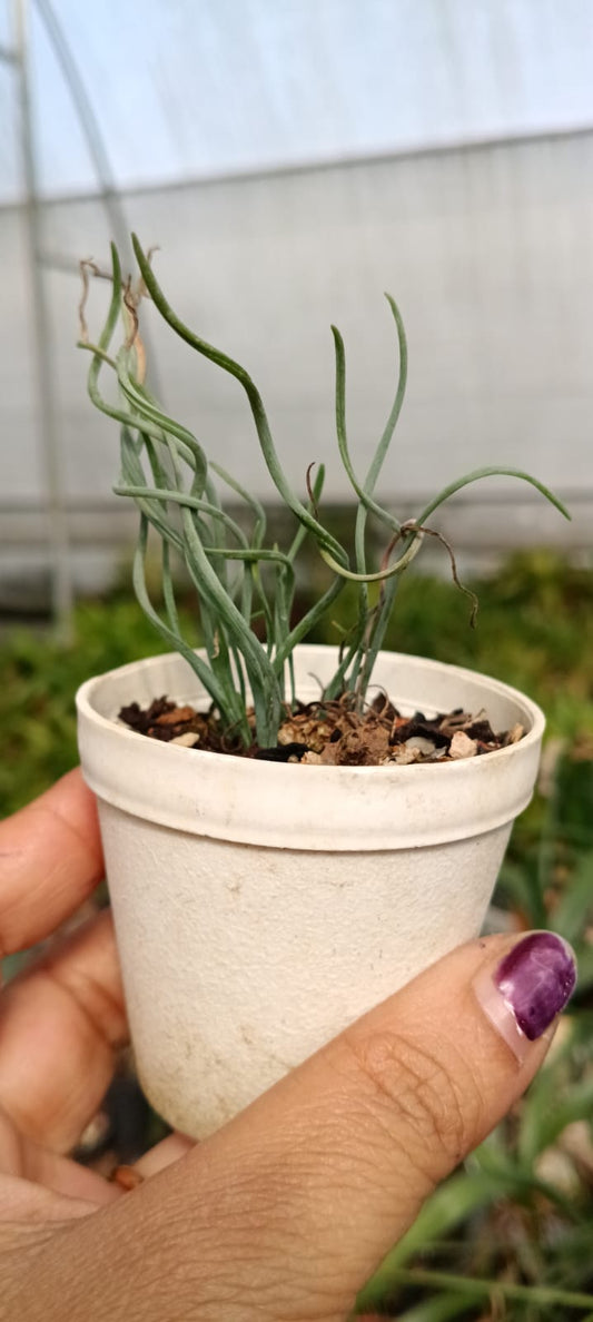 Juncus Effusus Spiralis (Bare Rooted)