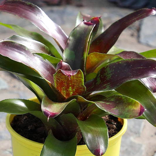 Red And Green Bromeliad (Bare Rooted)