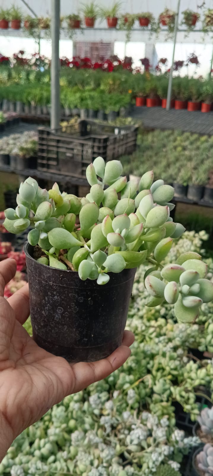 Cotyledon Pendens  (With Soil, Plant & Pot)