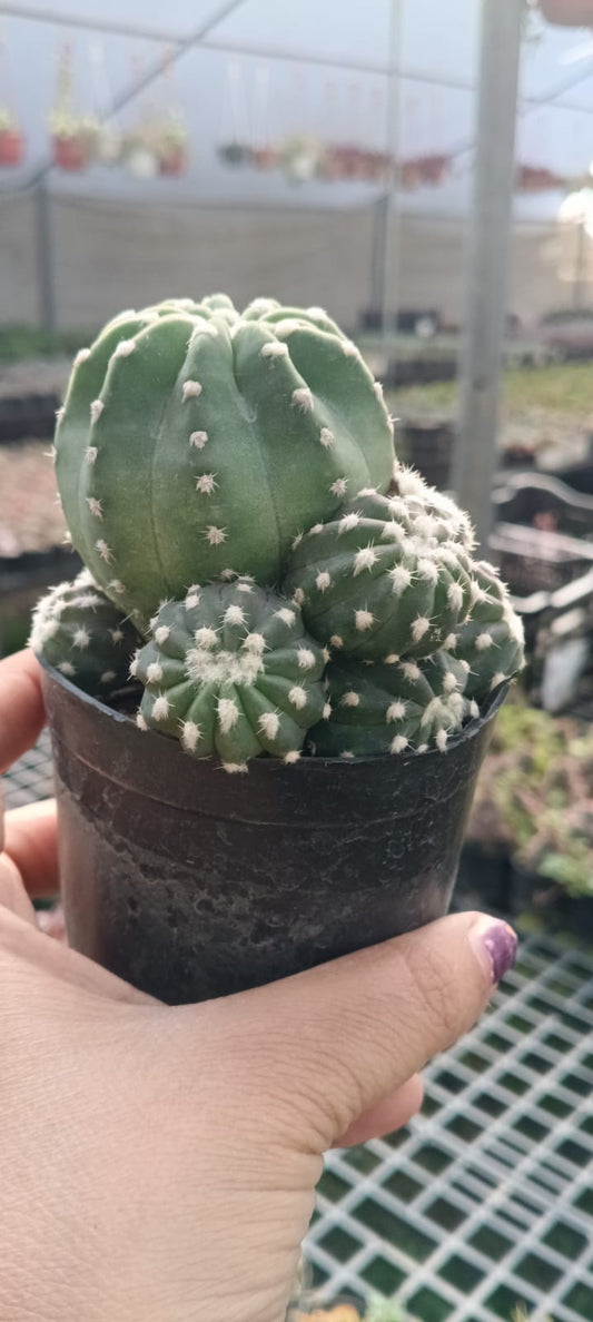 Echinopsis Subdenudata (With Soil, Plant & Pot)