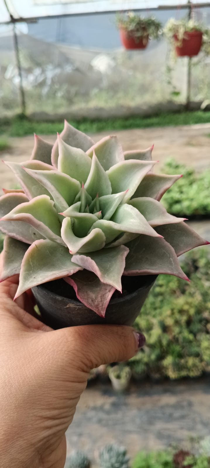 Echeveria Madiba (Bare Rooted)