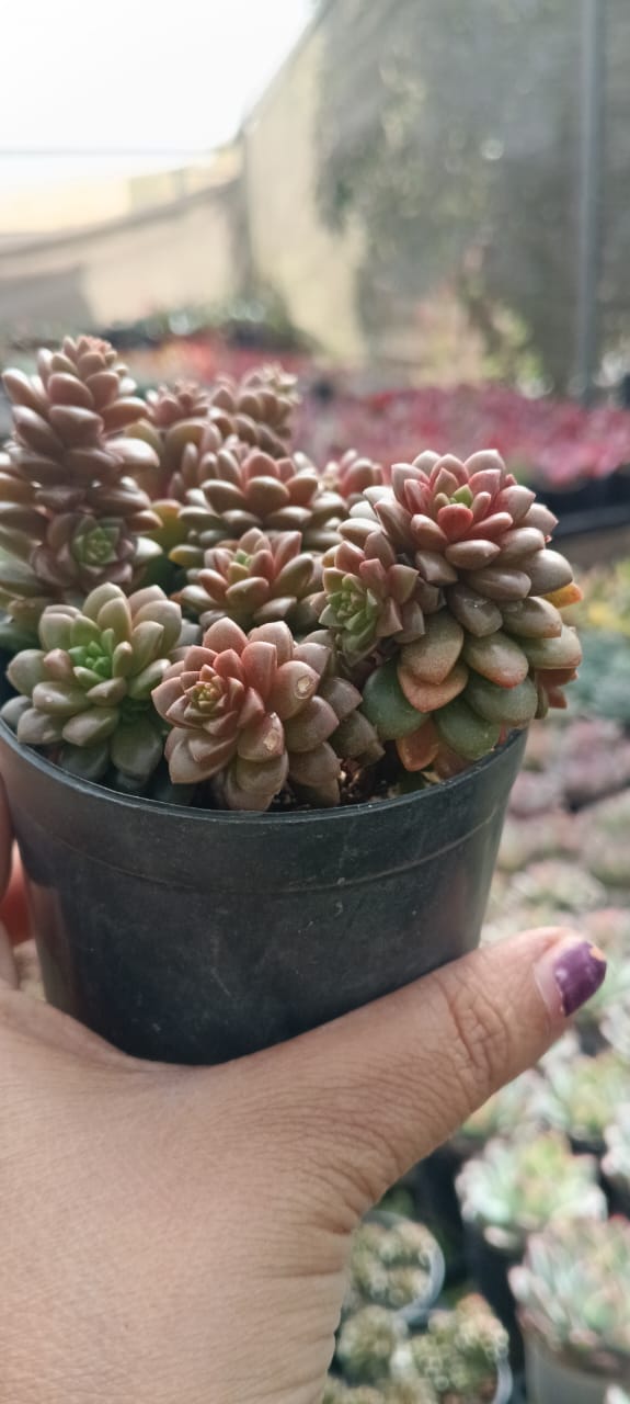 Echeveria Zester Crested (Bare Rooted)