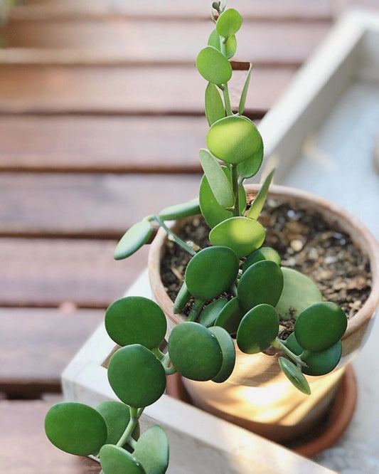 String of coins (With Soil, Plant & Pot)