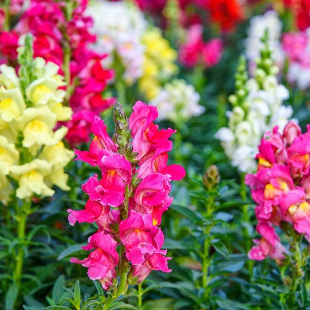 Antirrhinum Flowering (Hybrid Seeds)