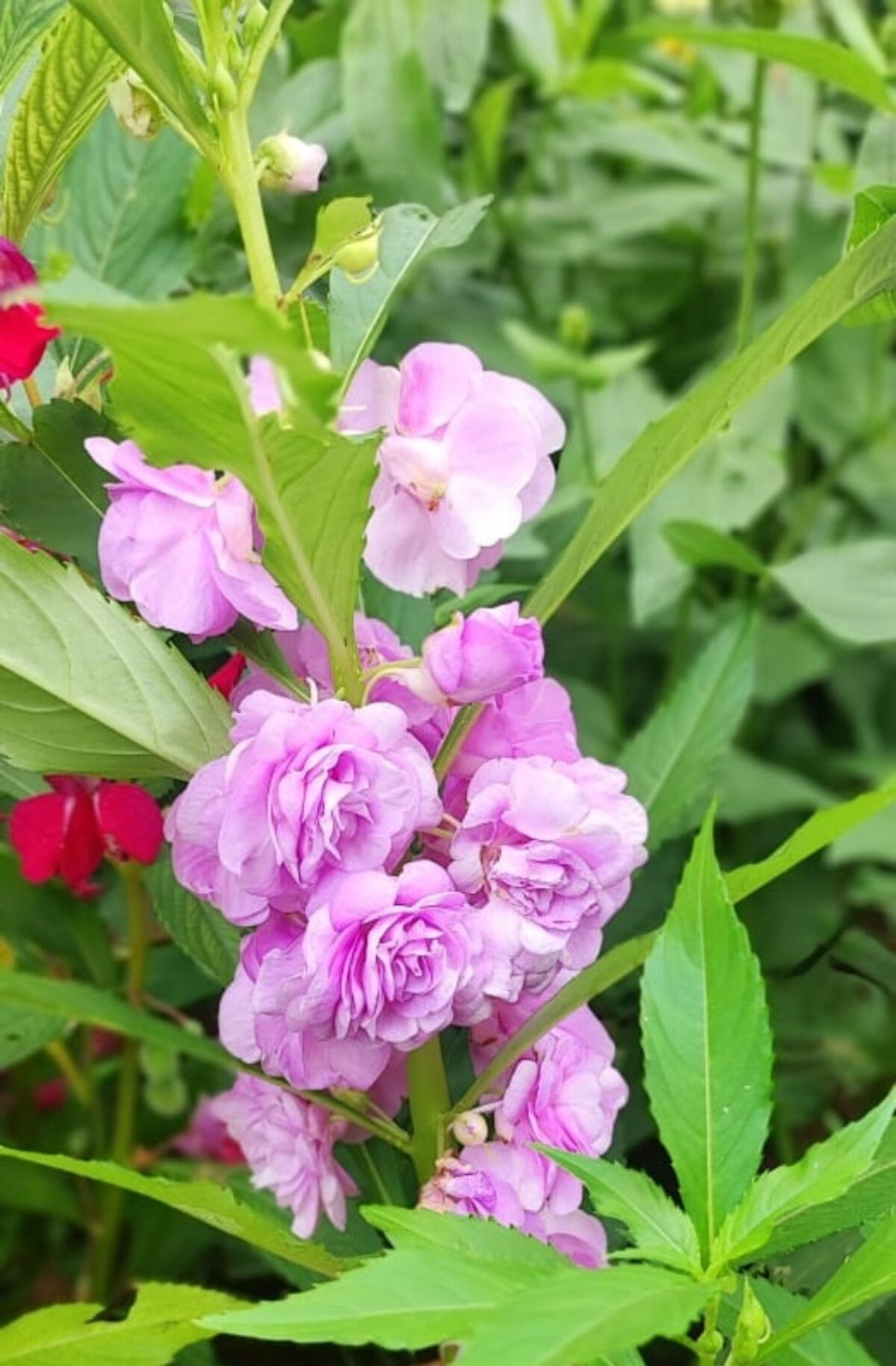 Balsam (Hybrid Seeds)