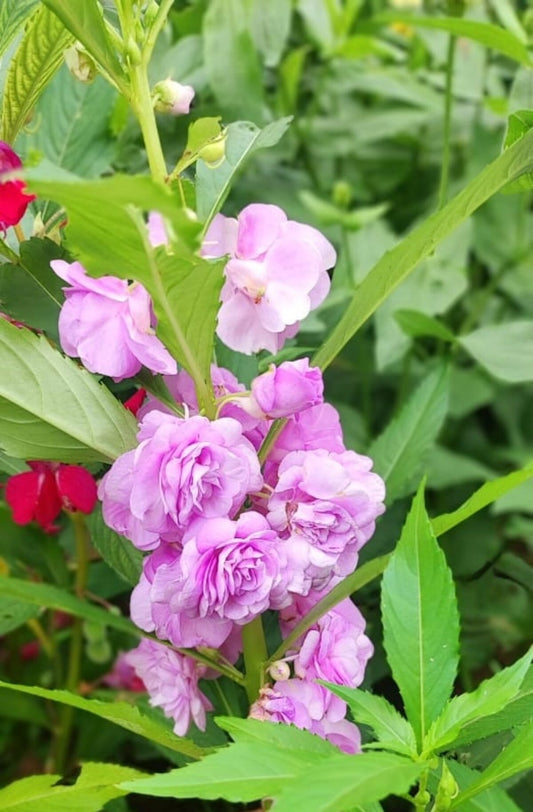 Balsam (Hybrid Seeds)