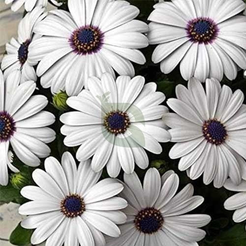 Dimorphotheca (Hybrid Seeds)