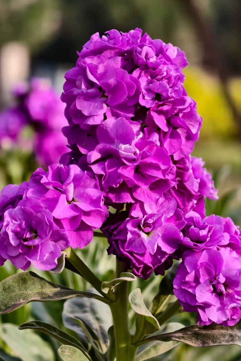 Stock (Hybrid Seeds)