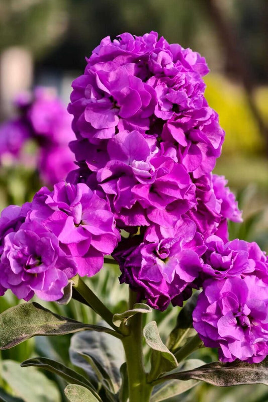 Stock (Hybrid Seeds)