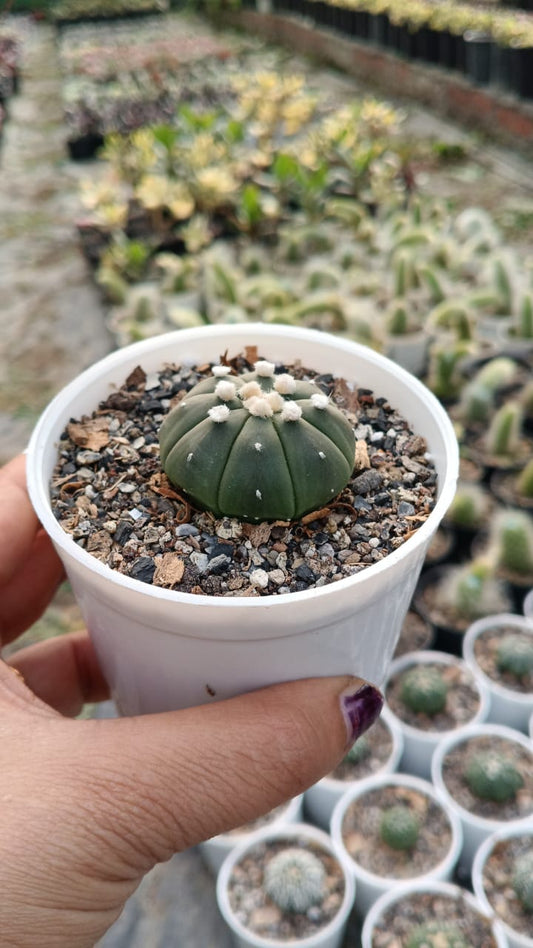 Dollar Cactus (Bare Rooted)