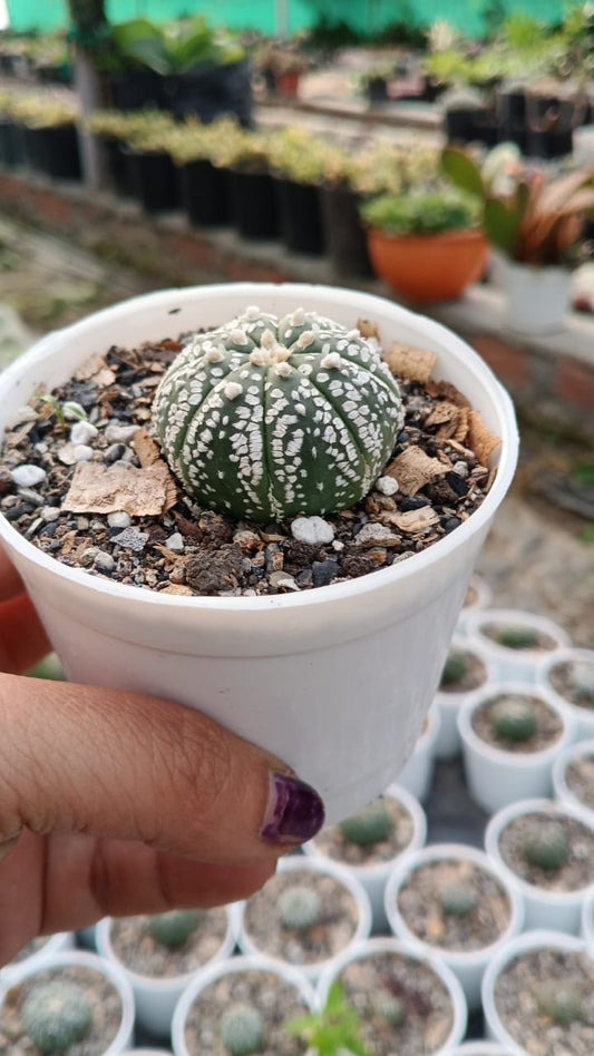 Astrophytum Asterias Cactus (Bare Rooted)