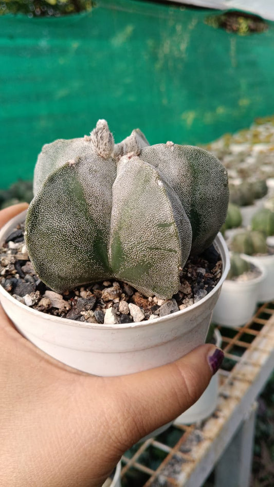 Bishops Cap Cactus (Bare Rooted)