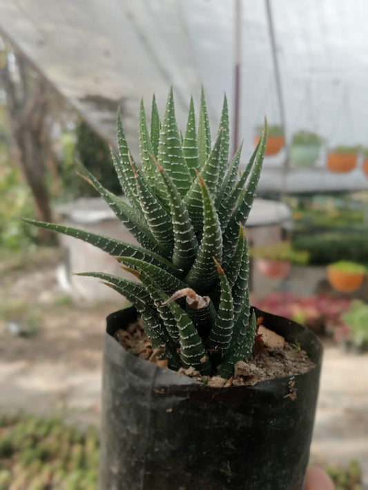 Zebra Haworthia (With Soil, Plant & Pot)