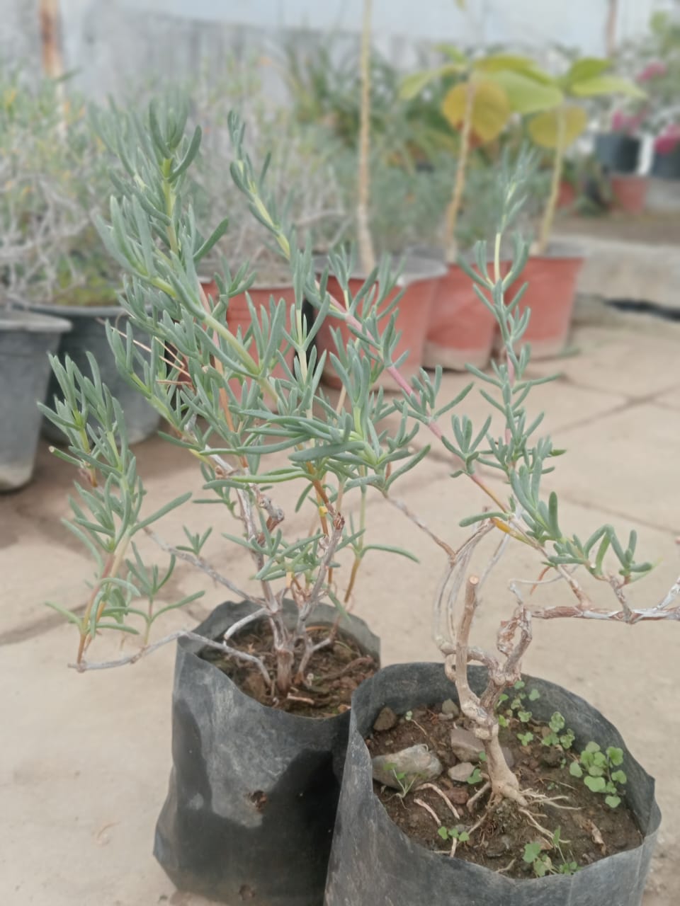 Helichrysum Italicum (With Soil, Plant & Pot)