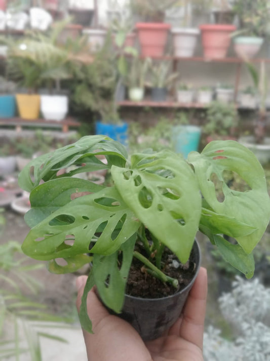 (Monstera Adansonii) Broken Heart (Bare Rooted)