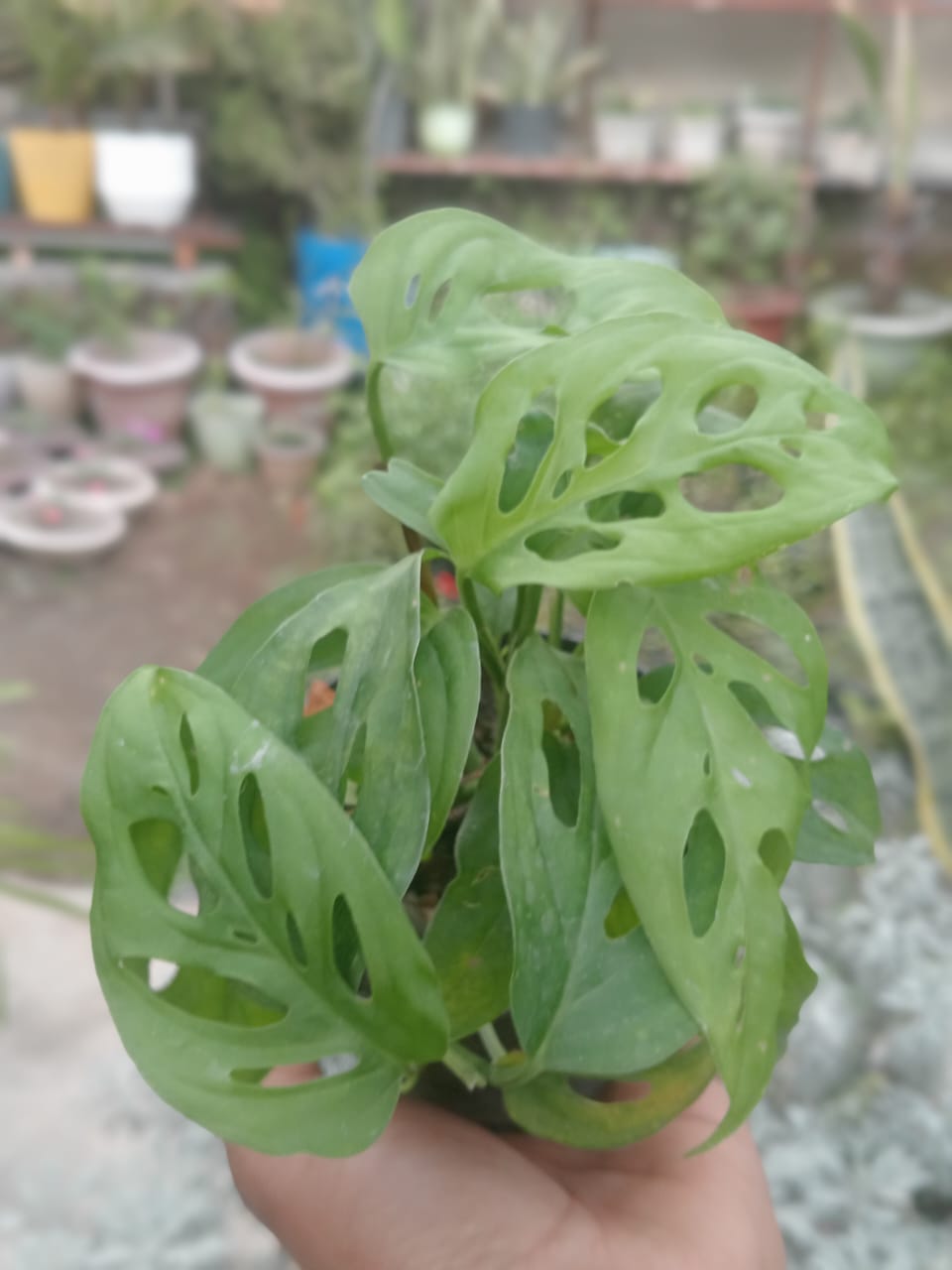 (Monstera Adansonii) Broken Heart (With Soil, Plant & Pot)