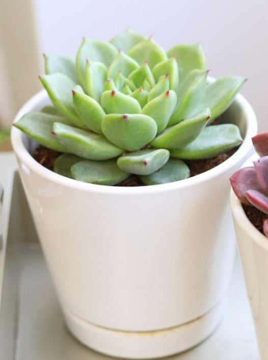 Echeveria Green  (With Soil, Plant & Pot)