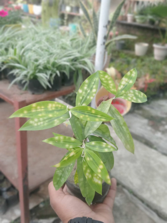 Dracaena Golden Milky (With Soil, Plant & Pot)